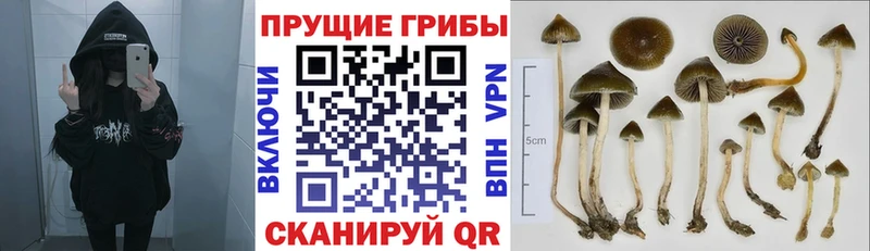 Псилоцибиновые грибы Psilocybe  Купить  Нолинск 